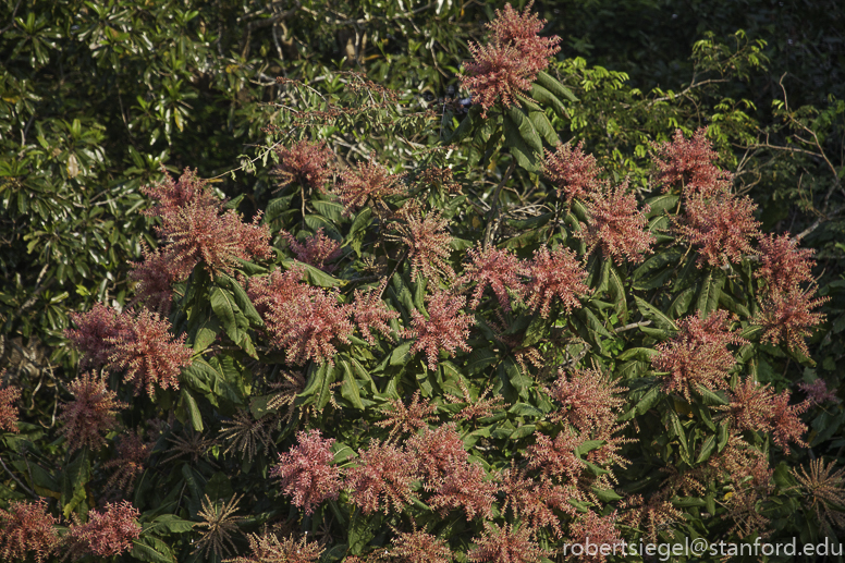 fire ant tree